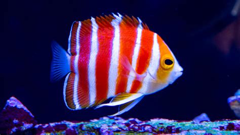 angelfish forum|angelfish aquarium forum.